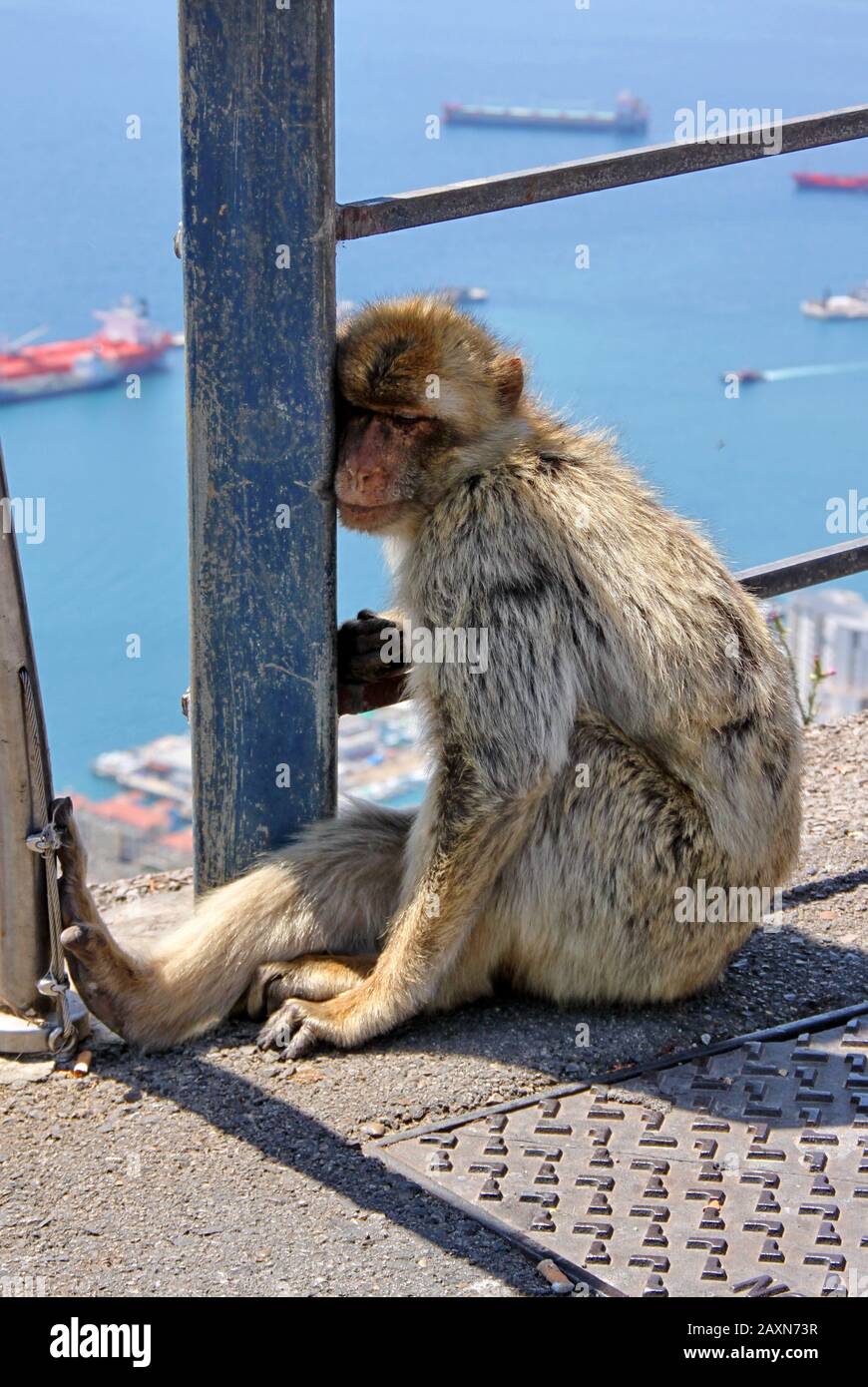 Le bar Macaque Monkey se détend sur le rocher de Gibraltar Banque D'Images