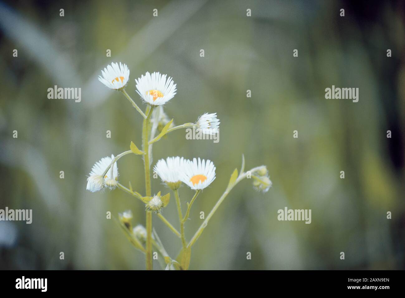 petites fleurs avec pétales blancs et étamines jaunes sur fond vert foncé, un filtre Banque D'Images