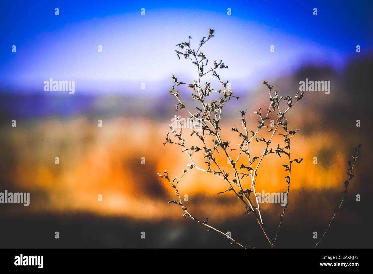 une plante sèche sur un fond bleu flou - orange, gros plan Banque D'Images