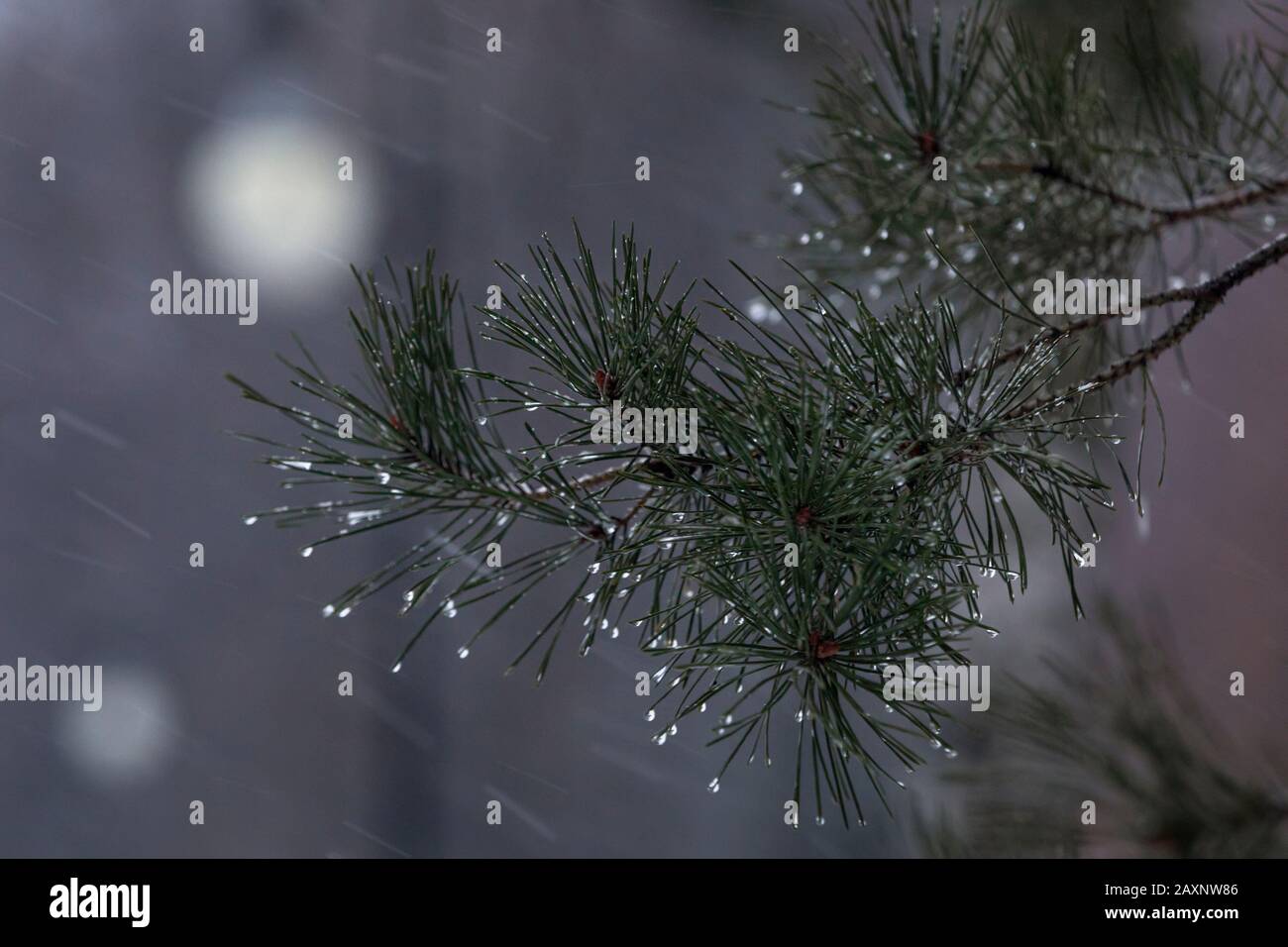 branches de sapin sur fond de pluie et de neige Banque D'Images