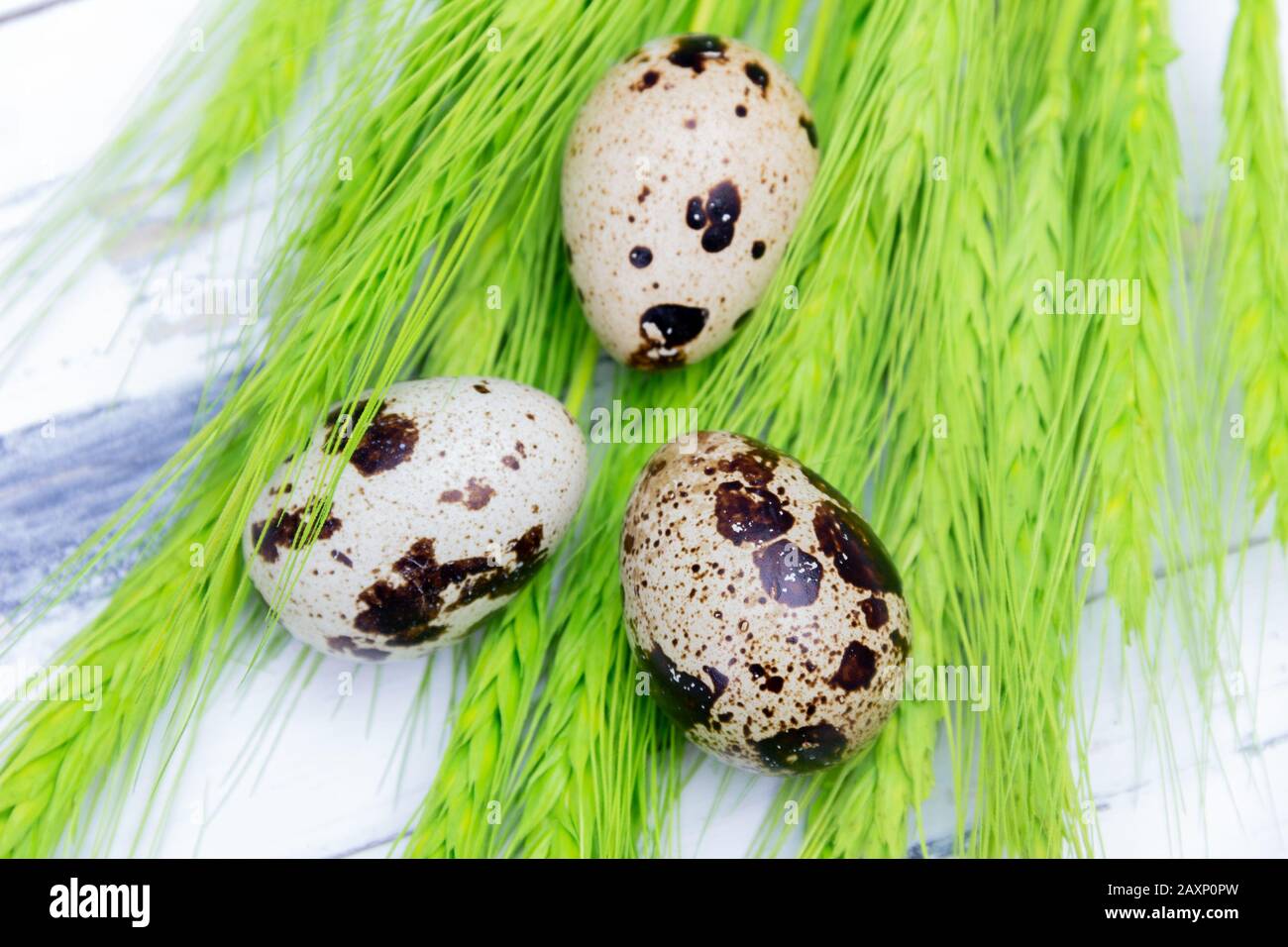 Œufs de Quail avec une omelette verte sur fond blanc. Concept de Pâques. Banque D'Images