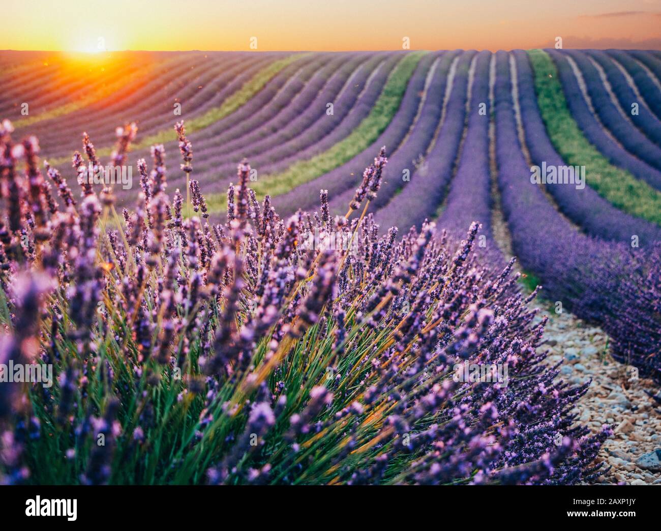 Magnifique champ de lavande fleuri au coucher du soleil à Valensole, France, Banque D'Images