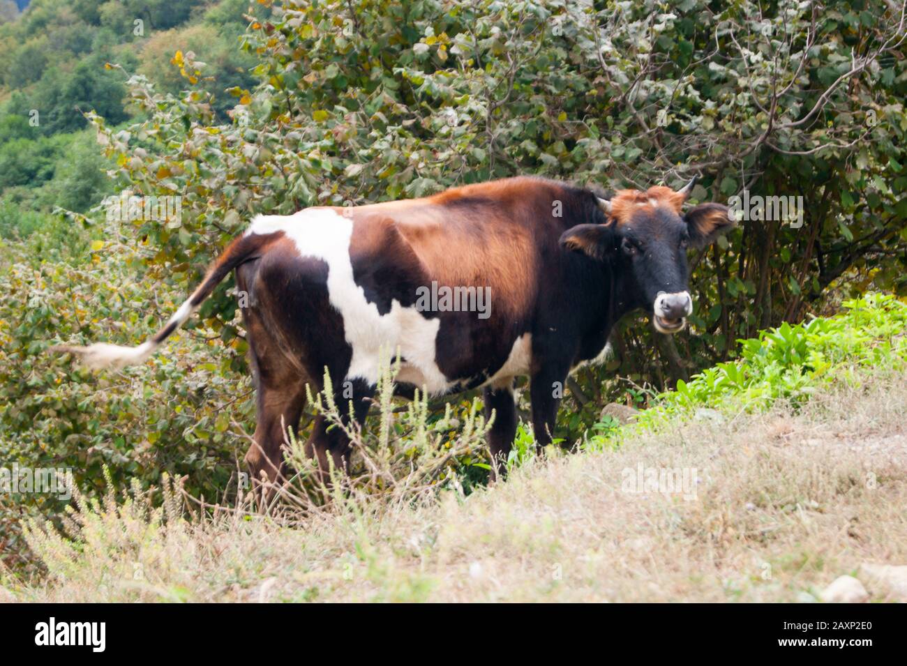 Une vache de trois couleurs courazes seul du côté de la montagne contre un paysage de montagne. Tradition caucasienne estivale Banque D'Images