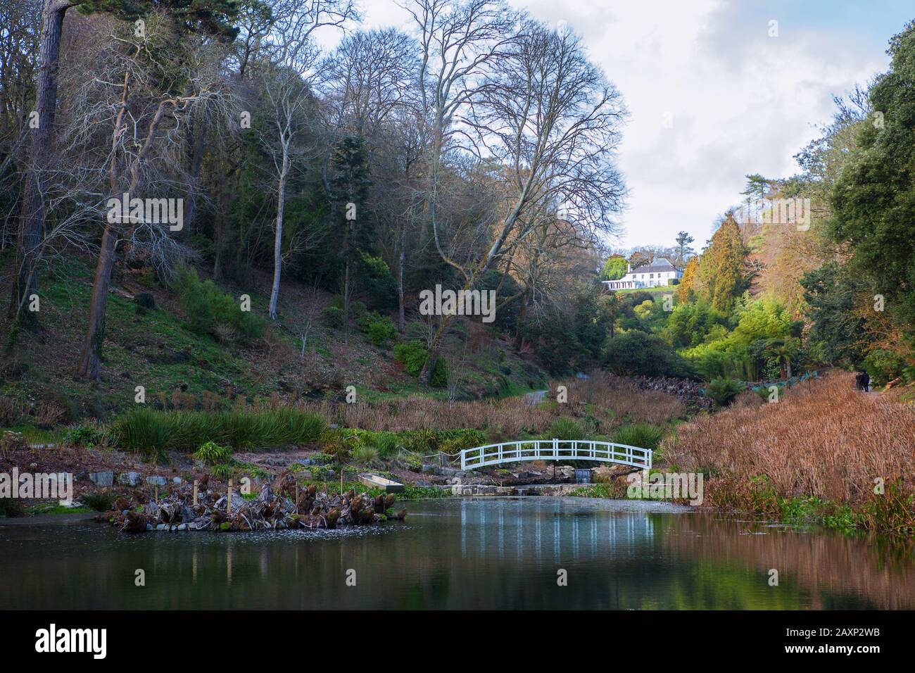 Mallard Pond et Hydangea Valley, Trebah Gardens, Cornwall, Angleterre, Royaume-Uni, en hiver Banque D'Images