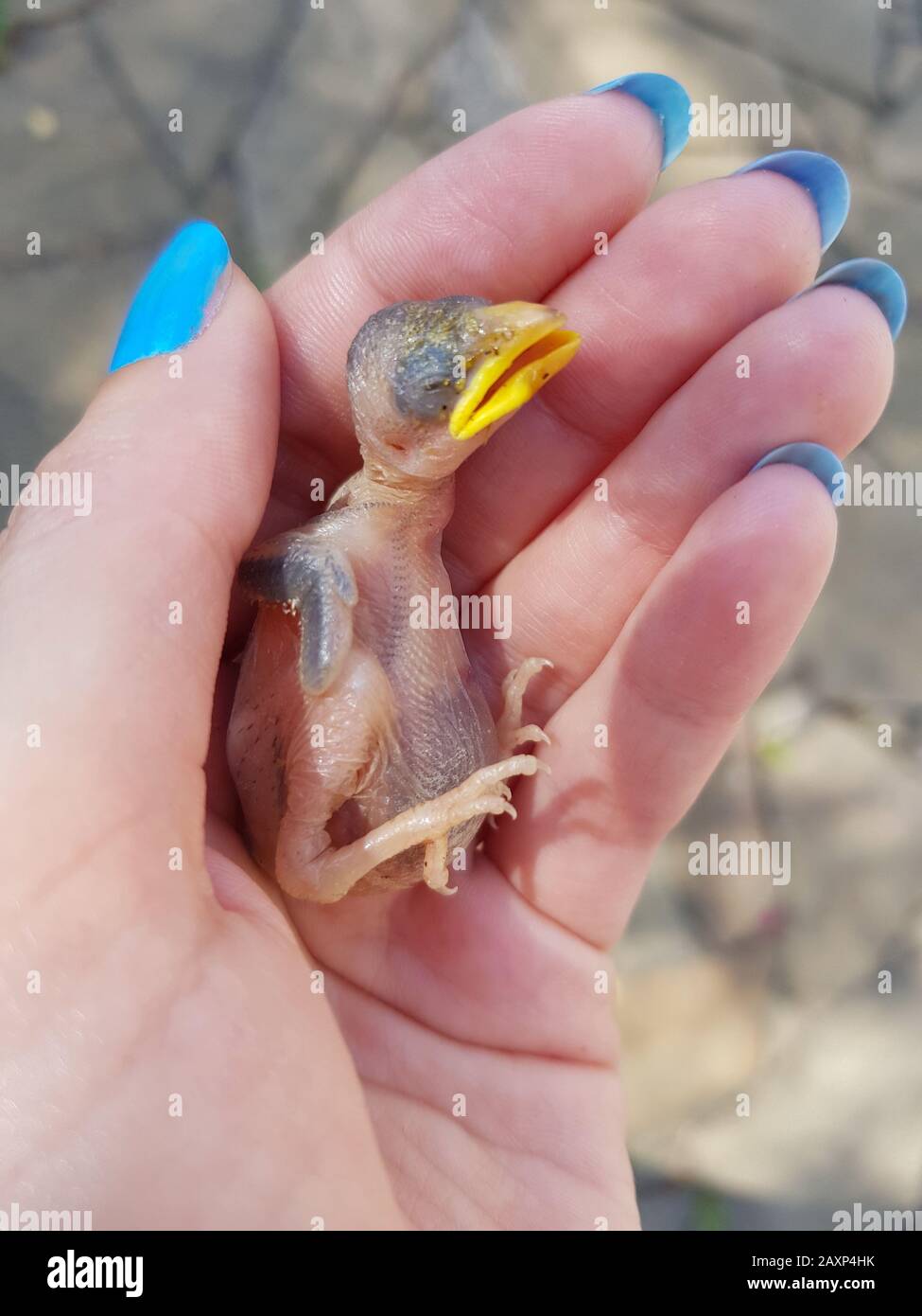 Un petit poussin clairsemée dans la paume de la femme. Banque D'Images