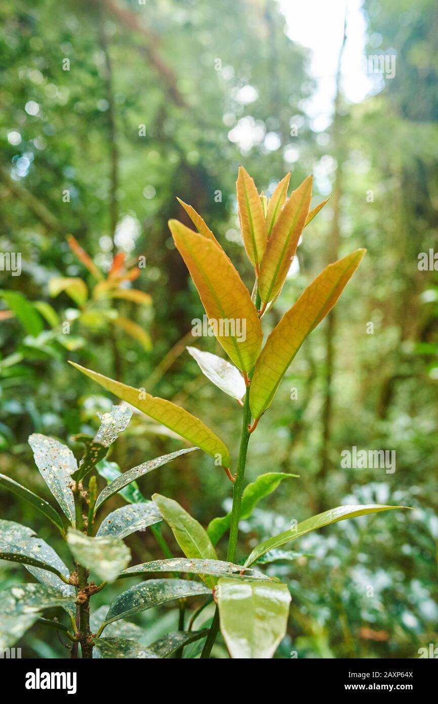 Paysage, Végétation, Forêt, Parc National De Lamington, Queensland, Australie, Océanie Banque D'Images Paysage, Végétation, Forêt, Parc National De Lamington, Queensland, Australie, Océanie Banque D'Images