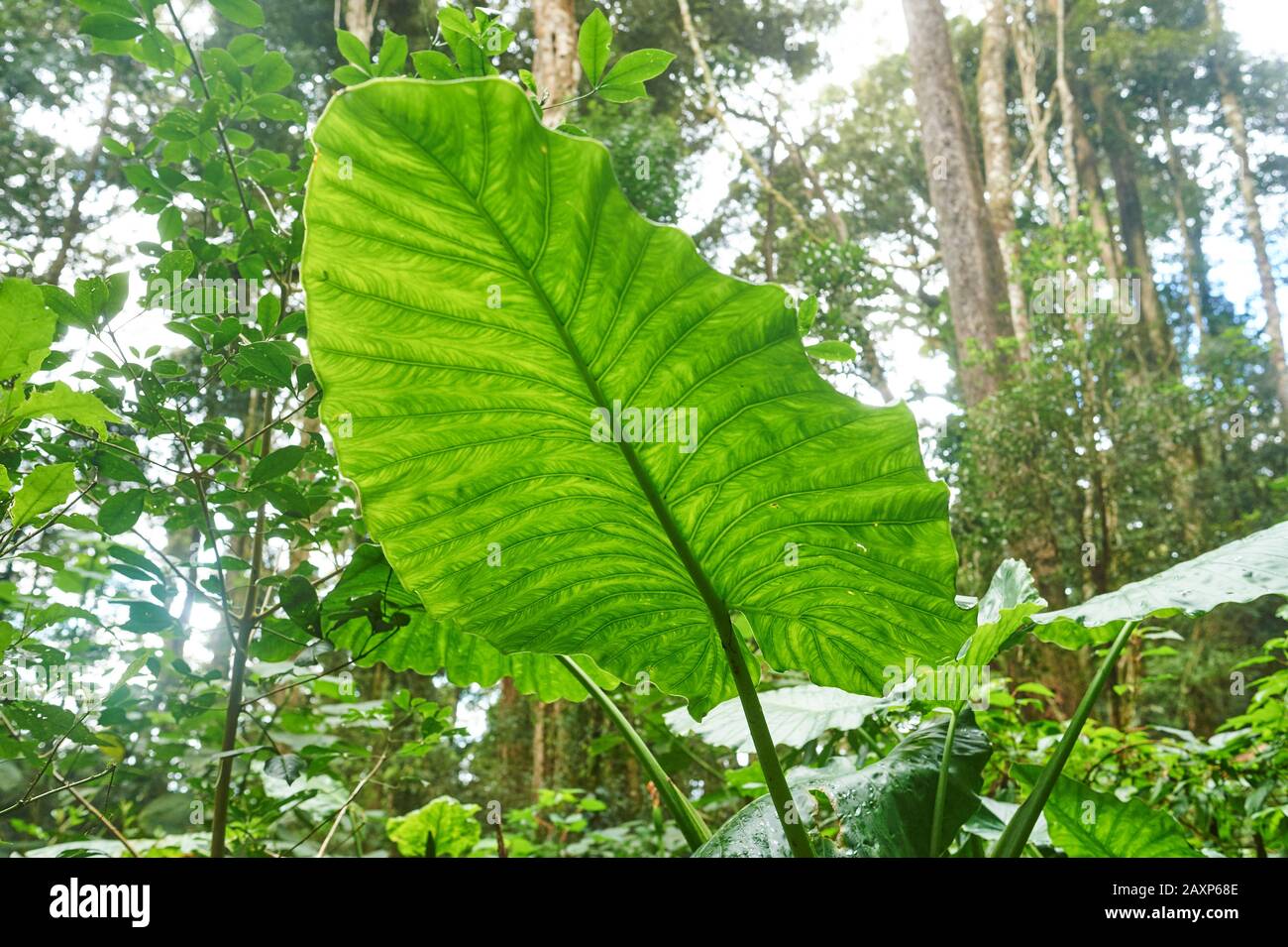 Feuille De Philodendron, Paysage, Parc National De Lamington, Queensland, Australie, Océanie Banque D'Images Feuille De Philodendron, Paysage, Parc National De Lamington, Queensland, Australie, Océanie Banque D'Images