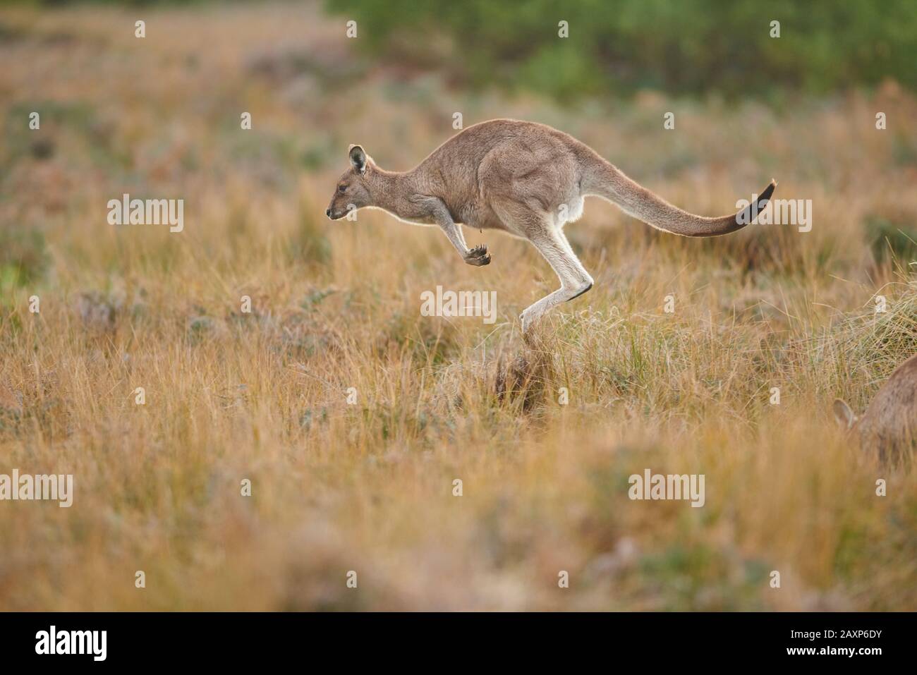 Kangaroo De L'Est (Macropus Giganteus), Meadow, Latéralement, Jump, Wilsons Promontory National Park, Victoria, Australie, Océanie Banque D'Images