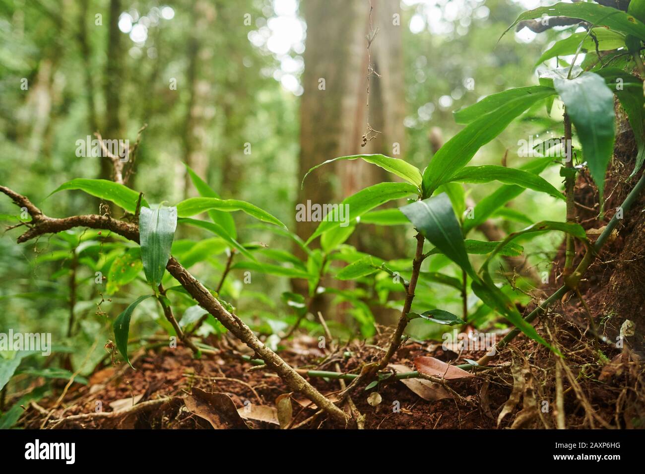 Paysage, Végétation, Forêt, Parc National De Lamington, Queensland, Australie, Océanie Banque D'Images Paysage, Végétation, Forêt, Parc National De Lamington, Queensland, Australie, Océanie Banque D'Images
