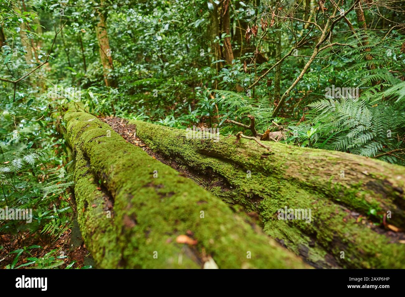 Paysage, Végétation, Forêt, Parc National De Lamington, Queensland, Australie, Océanie Banque D'Images Paysage, Végétation, Forêt, Parc National De Lamington, Queensland, Australie, Océanie Banque D'Images