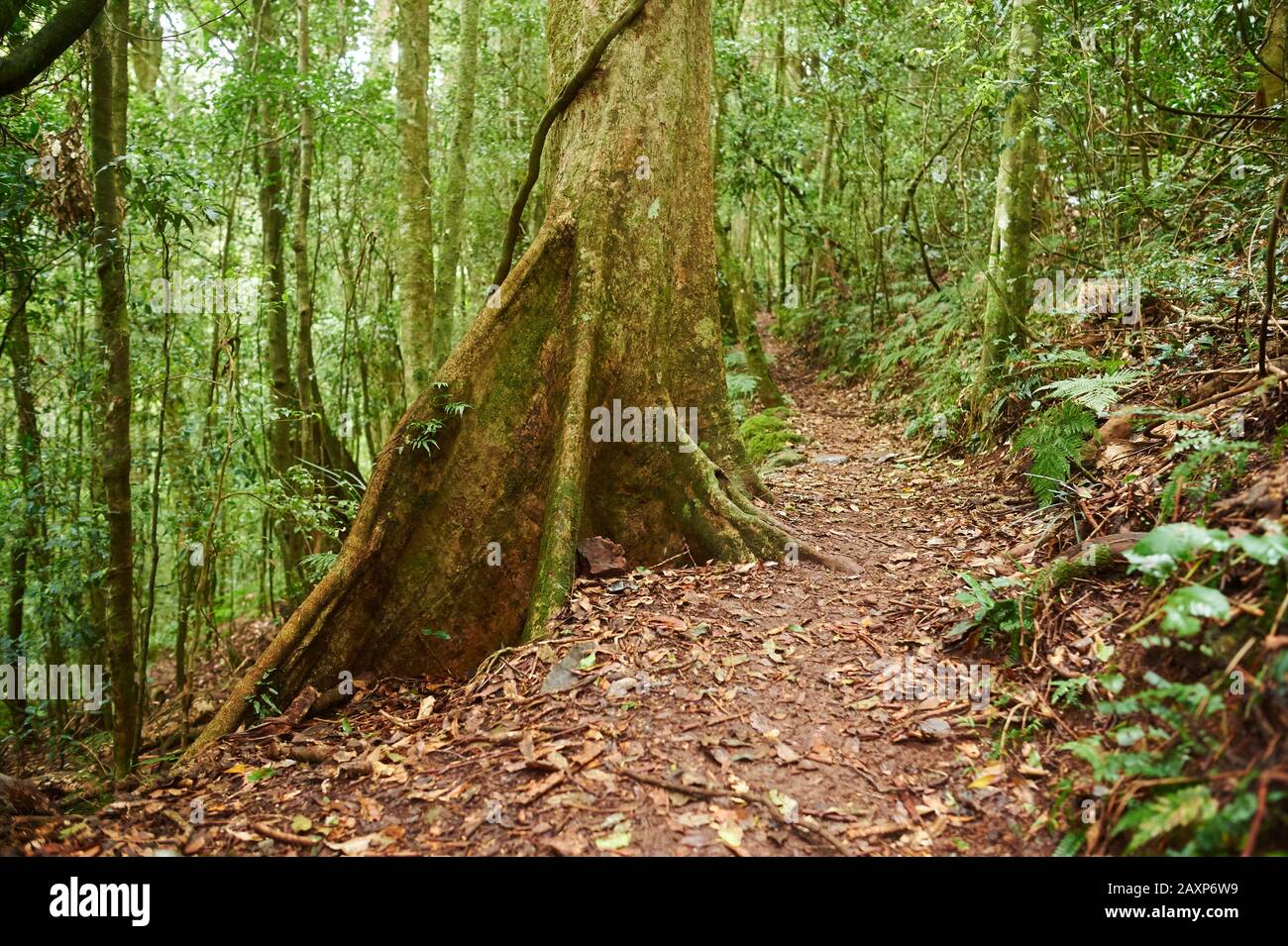 Paysage, Route Forestière, Séquoia Géant (Sequoiadendron Giganteum), Parc National De Lamington, Queensland, Australie, Océanie Banque D'Images Paysage, Route Forestière, Séquoia Géant (Sequoiadendron Giganteum), Parc National De Lamington, Queensland, Australie, Océanie Banque D'Images