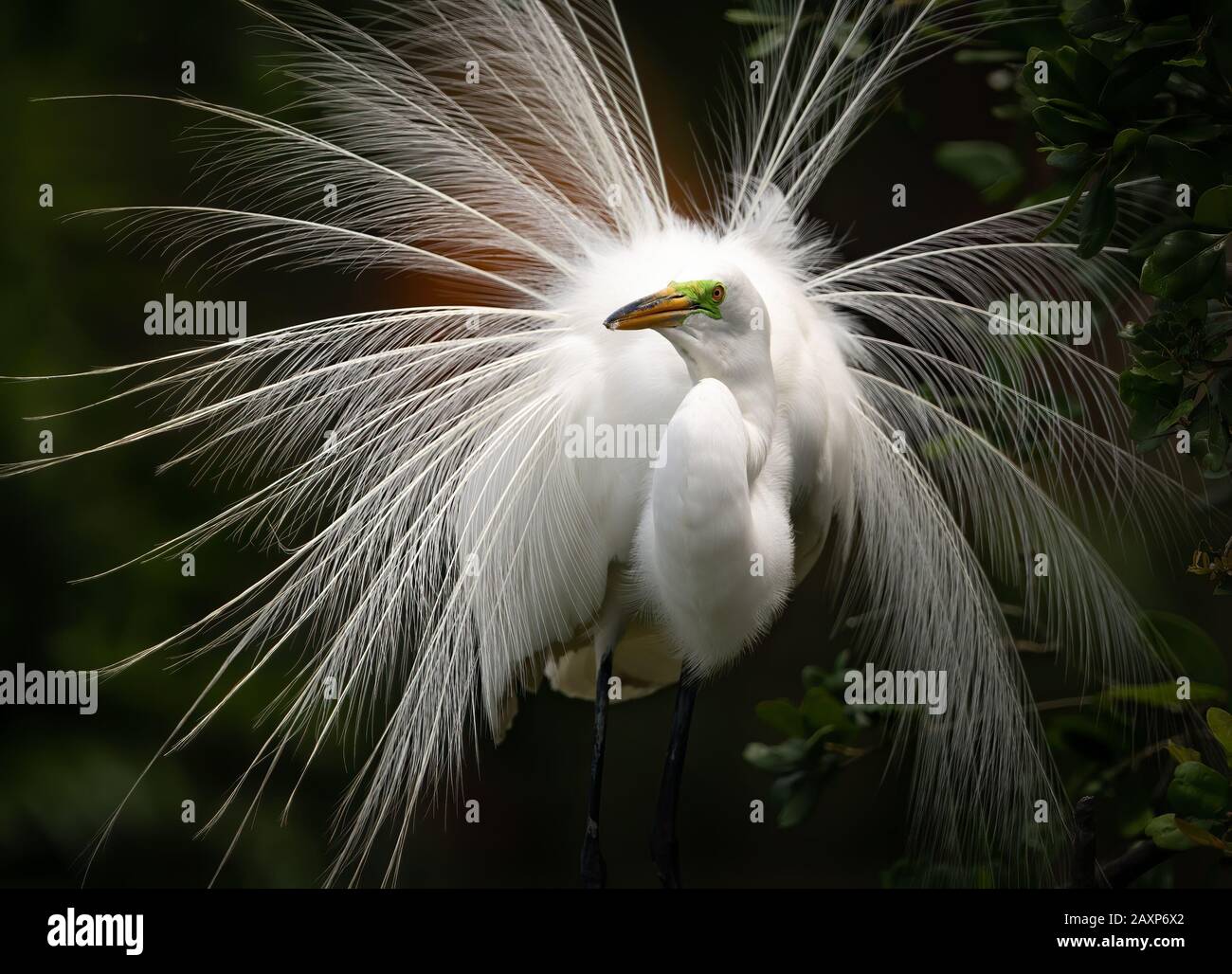 Grande Aigrette en plumage nuptial Banque D'Images