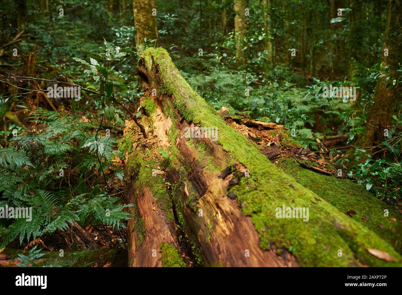 Paysage, Végétation, Forêt, Parc National De Lamington, Queensland, Australie, Océanie Banque D'Images Paysage, Végétation, Forêt, Parc National De Lamington, Queensland, Australie, Océanie Banque D'Images