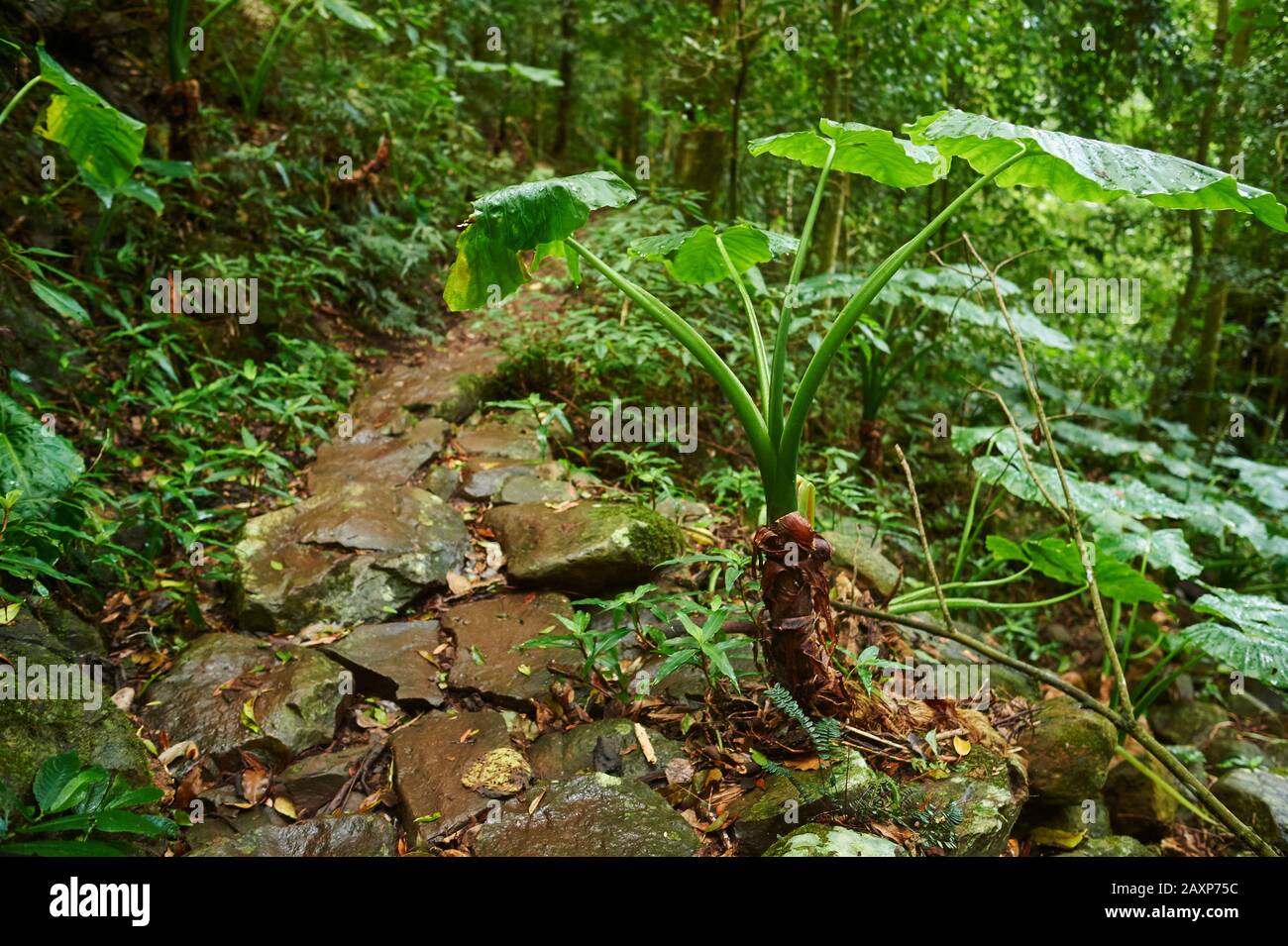 Paysage, Sentier Forestier, Parc National De Lamington, Queensland, Australie, Océanie Banque D'Images Paysage, Sentier Forestier, Parc National De Lamington, Queensland, Australie, Océanie Banque D'Images