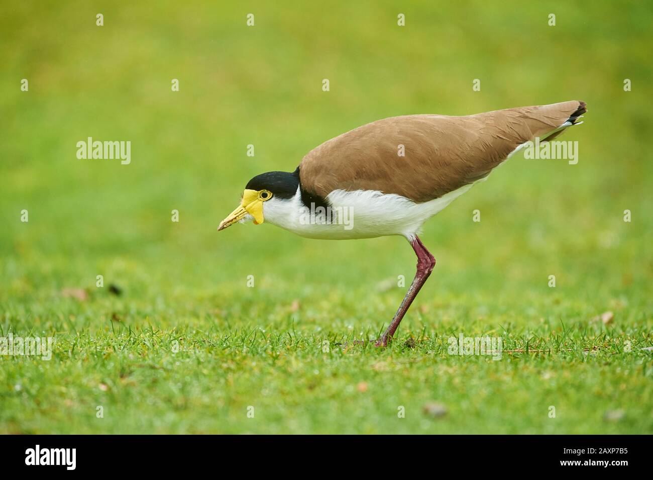 Lapwing Masqué (Vanellus Miles), Meadow, Latéralement, Debout, Wilsons Promontory National Park, Victoria, Australie Banque D'Images