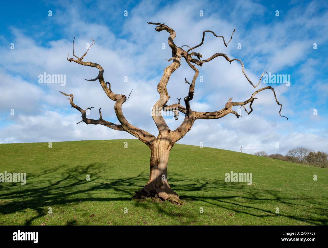 Un arbre mort isolé dans un champ près de Dumfries, Dumfries & Galloway, Écosse. Banque D'Images