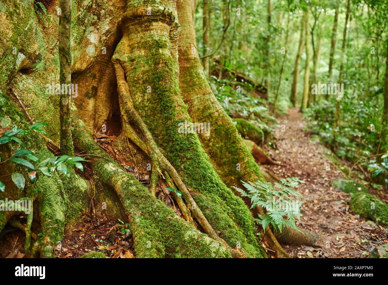 Paysage, Sentier Forestier, Séquoia Géant (Sequoiadendron Giganteum), Parc National De Lamington, Queensland, Australie, Océanie Banque D'Images Paysage, Sentier Forestier, Séquoia Géant (Sequoiadendron Giganteum), Parc National De Lamington, Queensland, Australie, Océanie Banque D'Images
