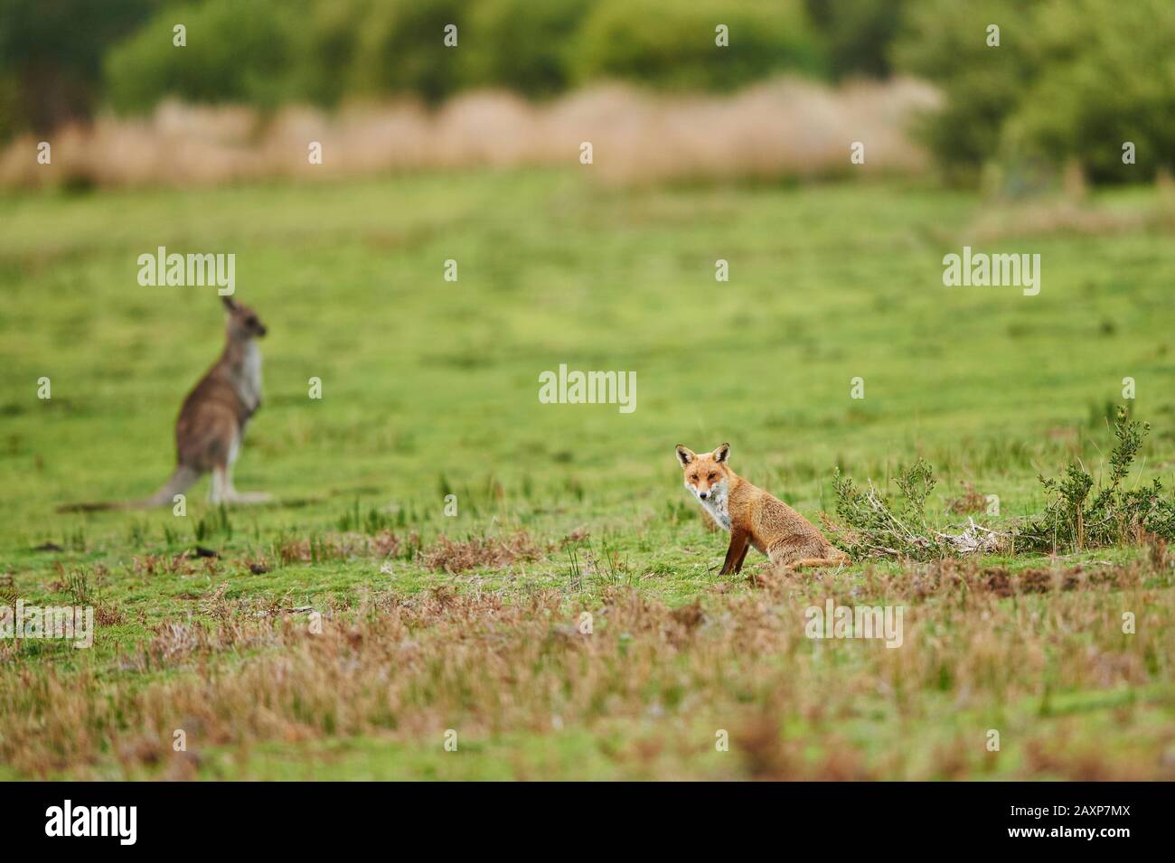 Renard Rouge (Vulpes Vulpes) Et Kangourou Géant Gris Oriental (Macropus Giganteus), Meadow, Parc National De Wilsons Promontory, Victoria, Australie, Océanie Banque D'Images