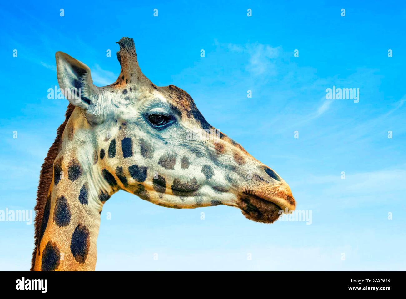 Gros plan photo de la tête de girafe, giraffa. C'est une photo de profil, un mammifère d'artiodactyl africain, C'est une photo de la faune sauvage dans le safari. Le ciel bleu est dans le Banque D'Images