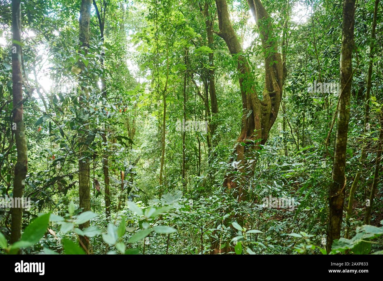 Paysage, Végétation, Forêt, Parc National De Lamington, Queensland, Australie, Océanie Banque D'Images Paysage, Végétation, Forêt, Parc National De Lamington, Queensland, Australie, Océanie Banque D'Images