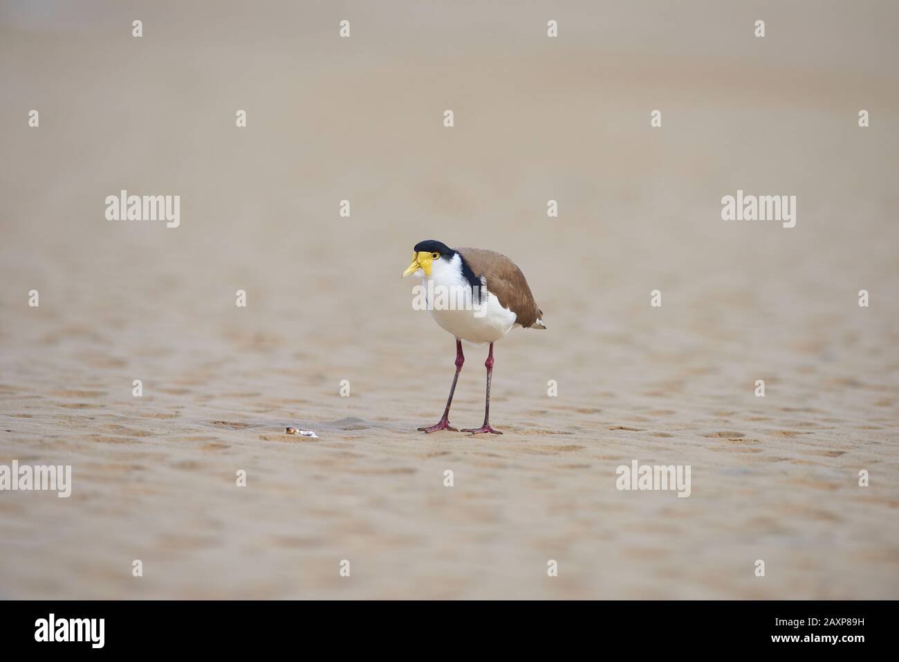 Lapwing masqué (Vanellus Miles), plage, sur le côté, debout, parc national de Wilsons Promontory, Victoria, Australie Banque D'Images