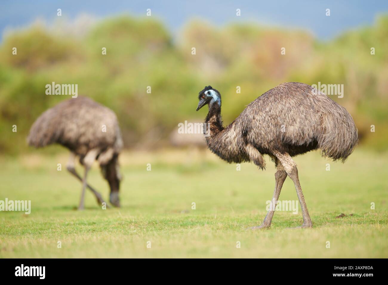 Big Emu (Dromaius Novaehollandiae), Meadow, Latéralement, Debout, Parc National De Wilsons Promontory, Victoria, Australie Banque D'Images