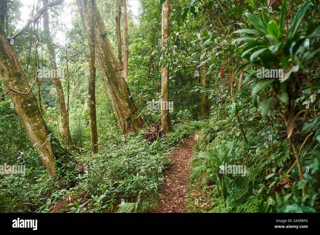 Paysage, Sentier Forestier, Parc National De Lamington, Queensland, Australie, Océanie Banque D'Images Paysage, Sentier Forestier, Parc National De Lamington, Queensland, Australie, Océanie Banque D'Images