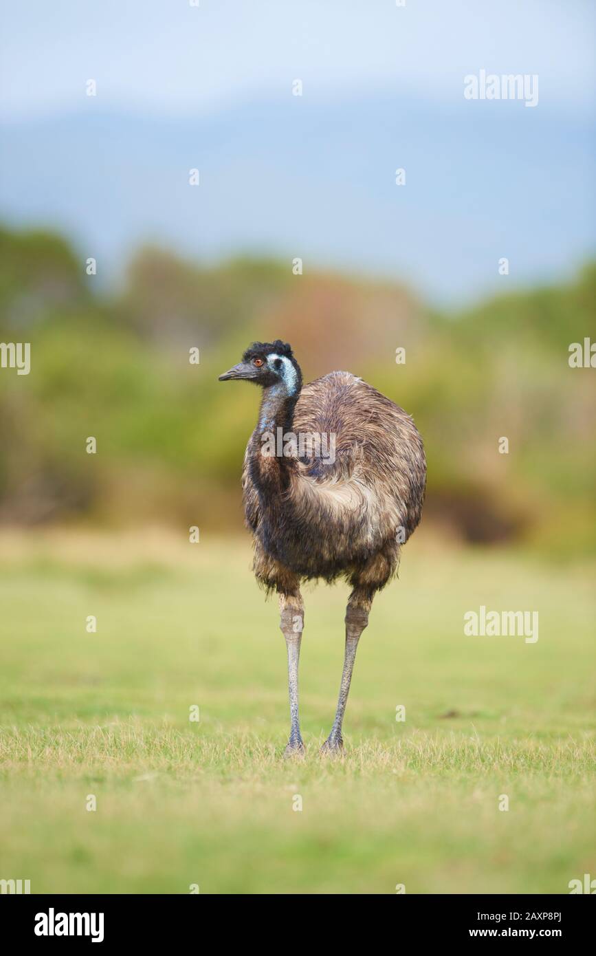 Big Emu (Dromaius novaehollandiae), pré, frontal, debout, parc national de Wilsons Promontory, Victoria, Australie Banque D'Images