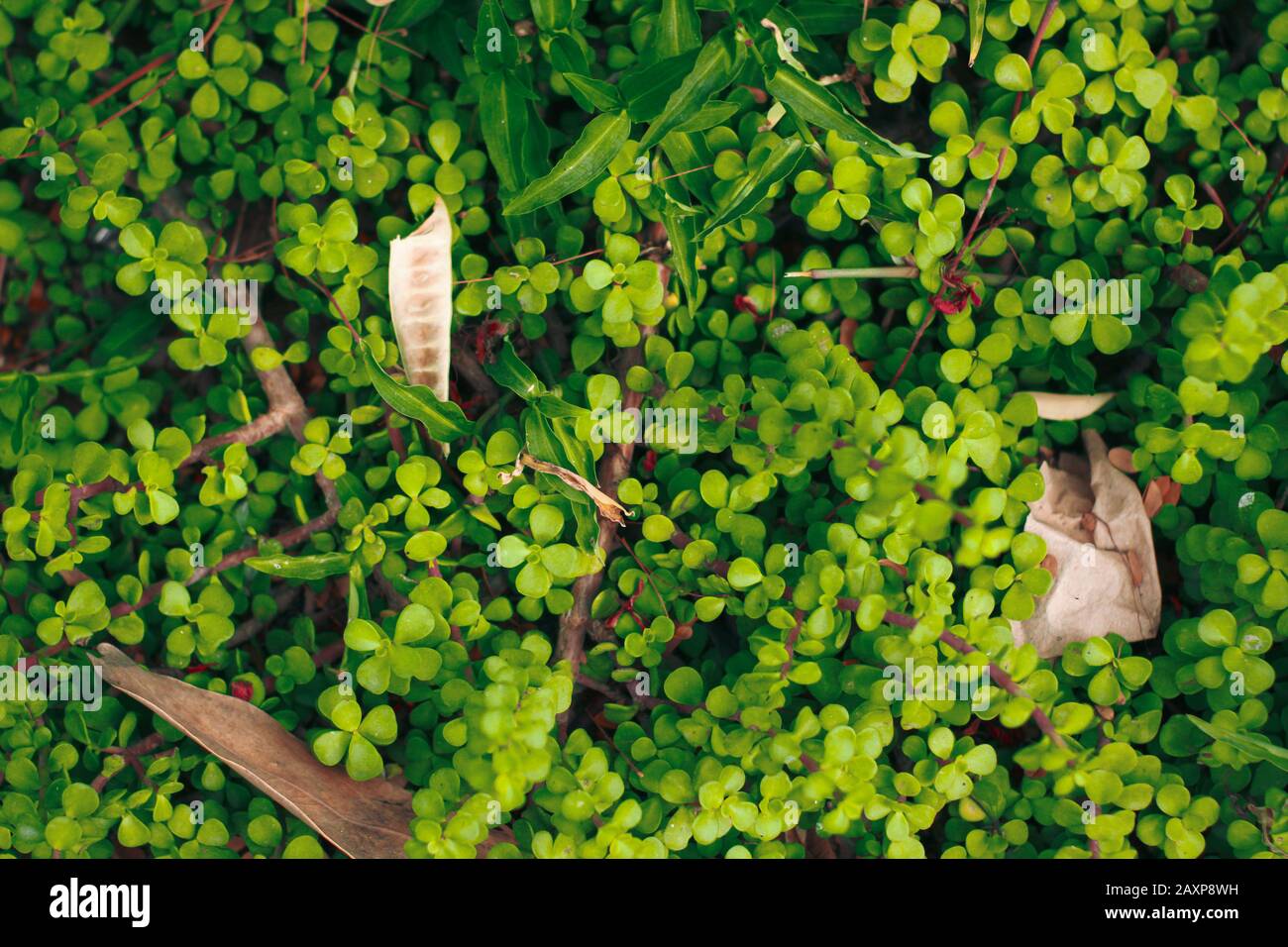 La nature est très belle Banque D'Images