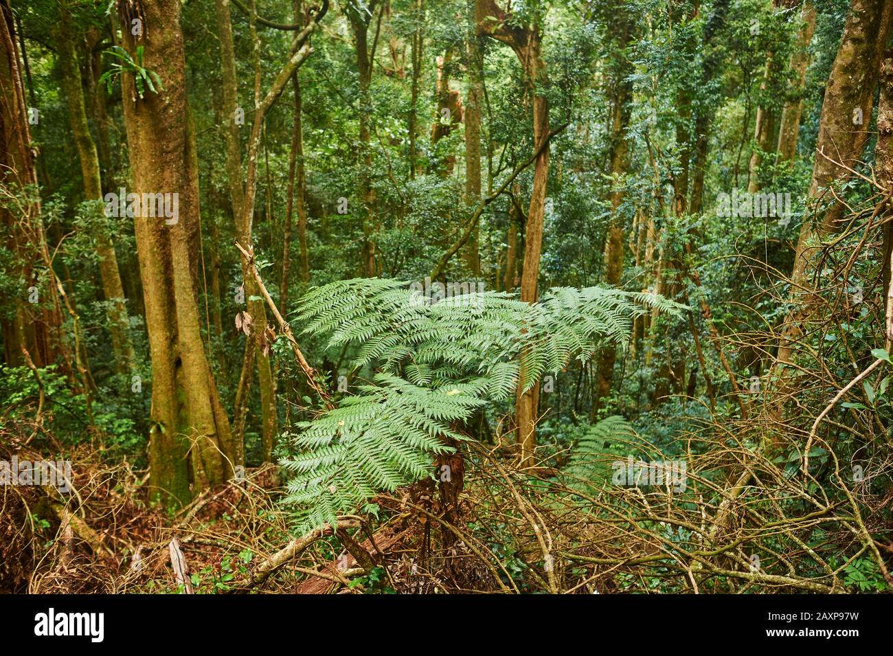 Paysage, fern australien (Dicksonia antarctique), parc national de Lamington, Queensland, Australie, Océanie Banque D'Images Paysage, fern australien (Dicksonia antarctique), parc national de Lamington, Queensland, Australie, Océanie Banque D'Images