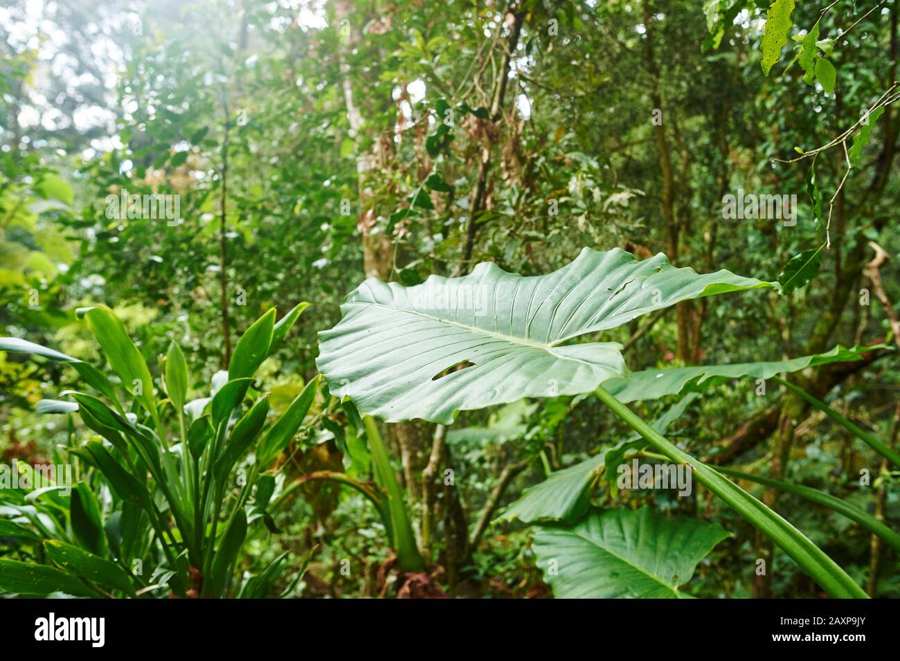 Philodendron, Paysage, Parc National De Lamington, Queensland, Australie, Océanie Banque D'Images Philodendron, Paysage, Parc National De Lamington, Queensland, Australie, Océanie Banque D'Images