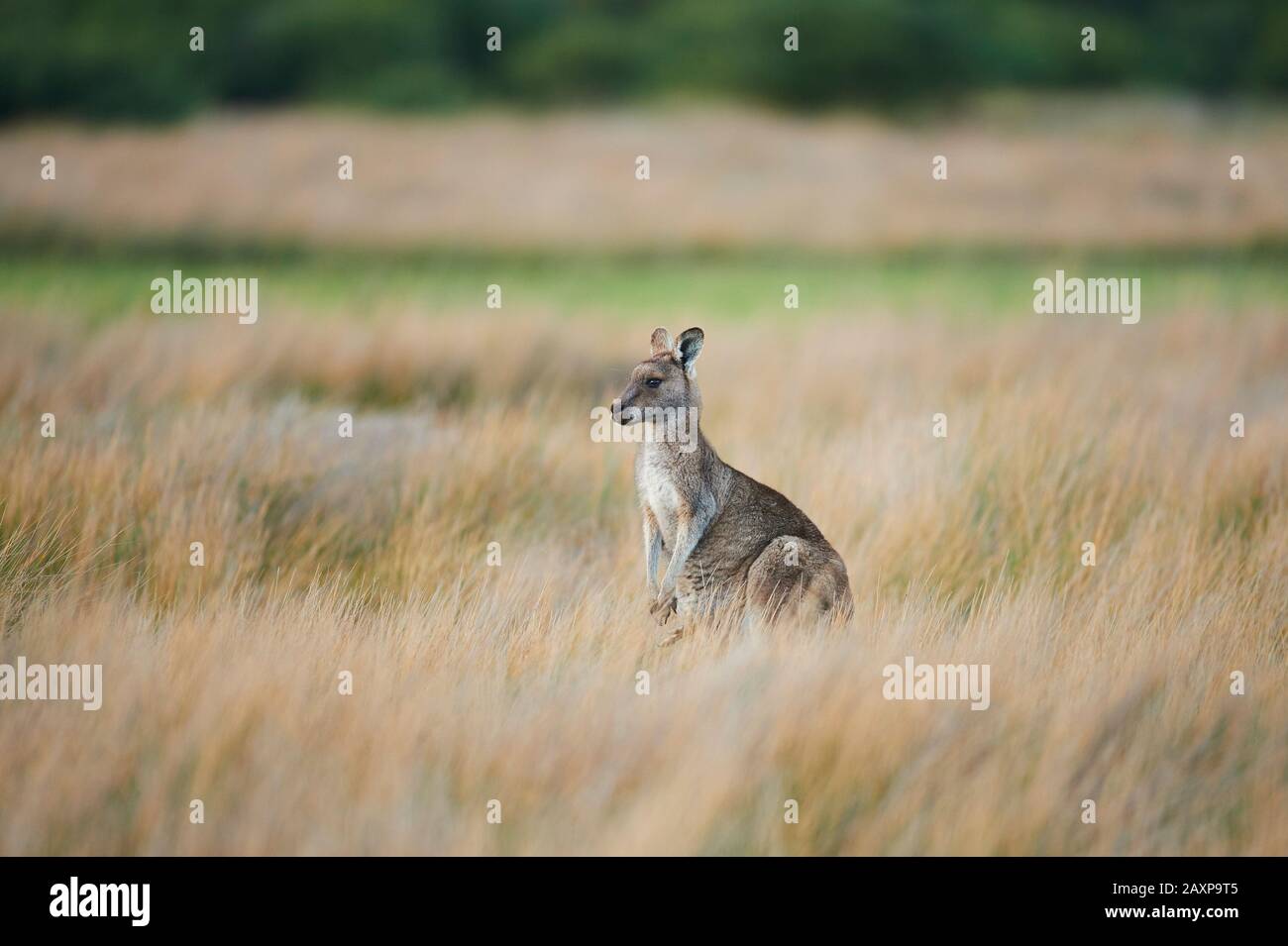 Kangaroo Géant De L'Est (Macropus Giganteus), Pré, Latéral, Debout, Parc National Wilsons Promontory, Victoria, Australie, Océanie Banque D'Images