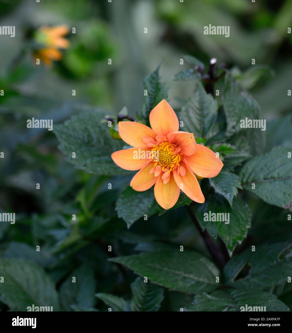 Dahlia,dahlias,plantules,fleur de pêche de corail,fleurs,floraison,RM florales Banque D'Images