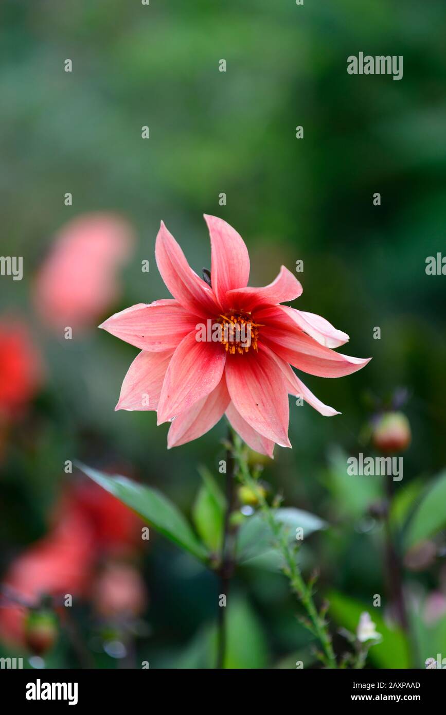 Dahlia,peony dahlias,plantules,fleur rouge orange,fleurs,floraison,RM floral Banque D'Images