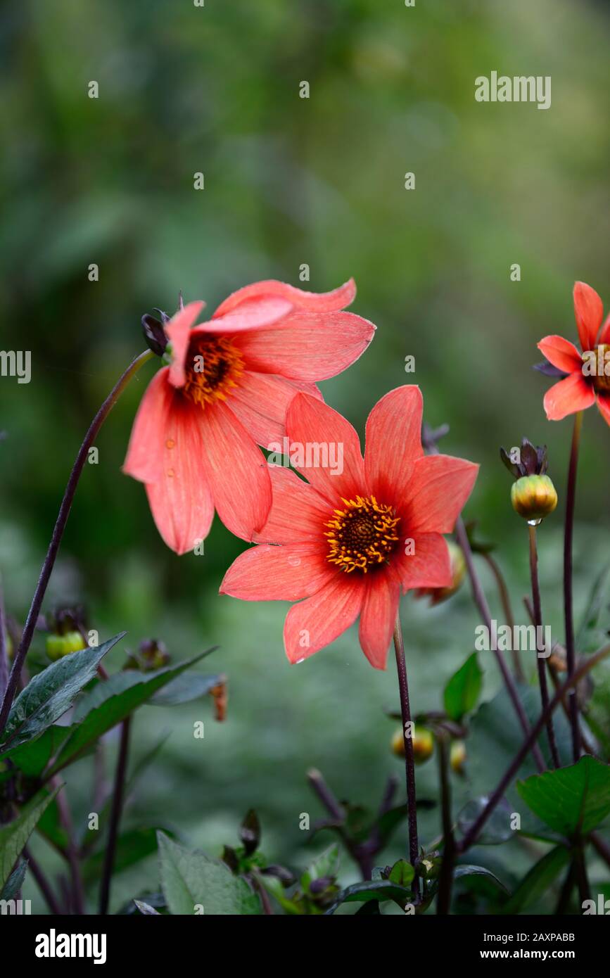 Dahlia,dahlias,plantules,fleur rouge orange,fleurs,floraison,RM florales Banque D'Images