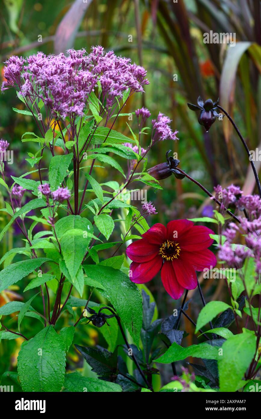 Dahlia,dahlias,plantules,fleurs rouges,Eupatorium maculatum,floraison,RM floral Banque D'Images