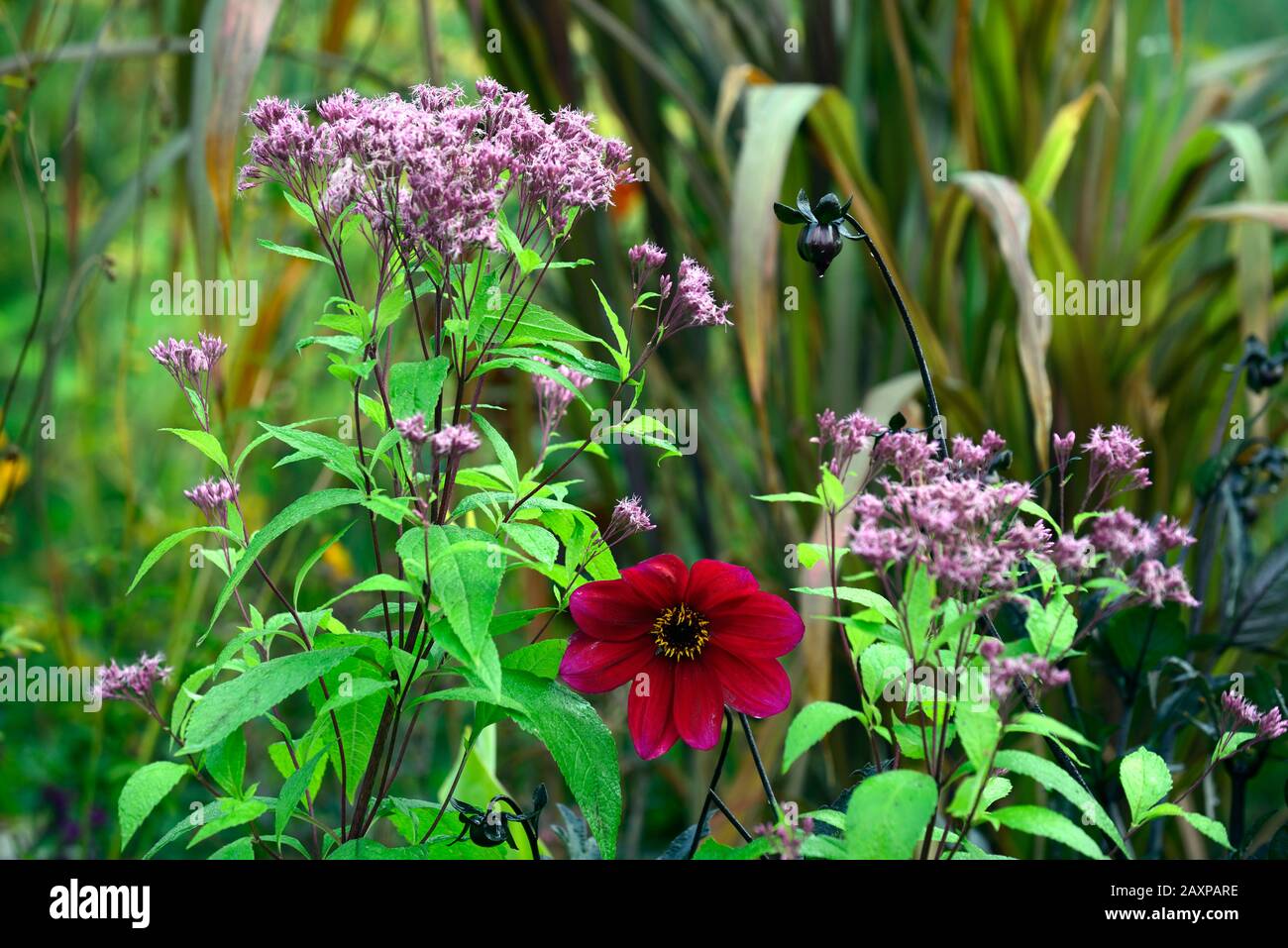 Dahlia,dahlias,plantules,fleurs rouges,Eupatorium maculatum,floraison,RM floral Banque D'Images