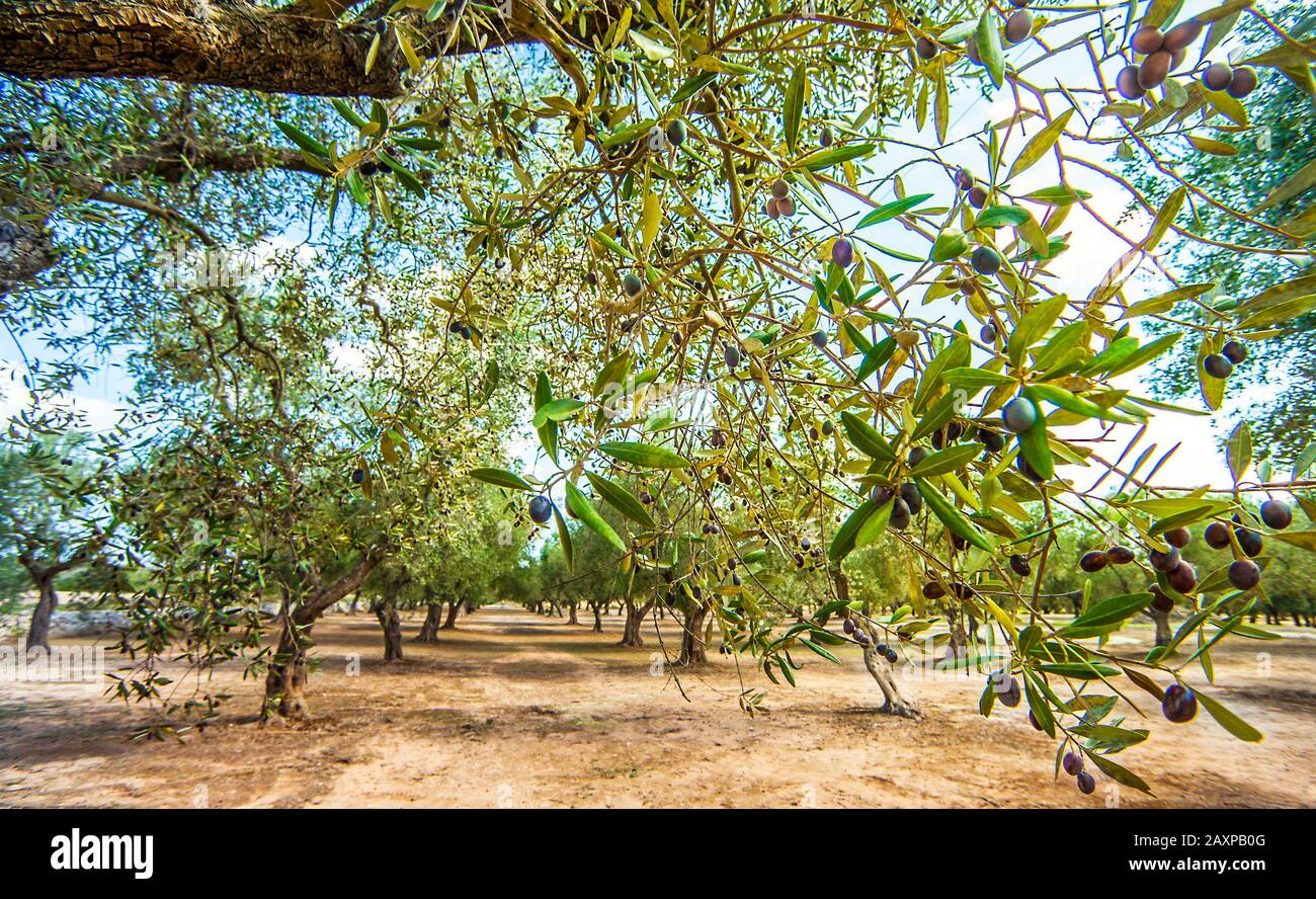 Plantation Olive à Torre Sant'Andrea Puglia Italie Banque D'Images
