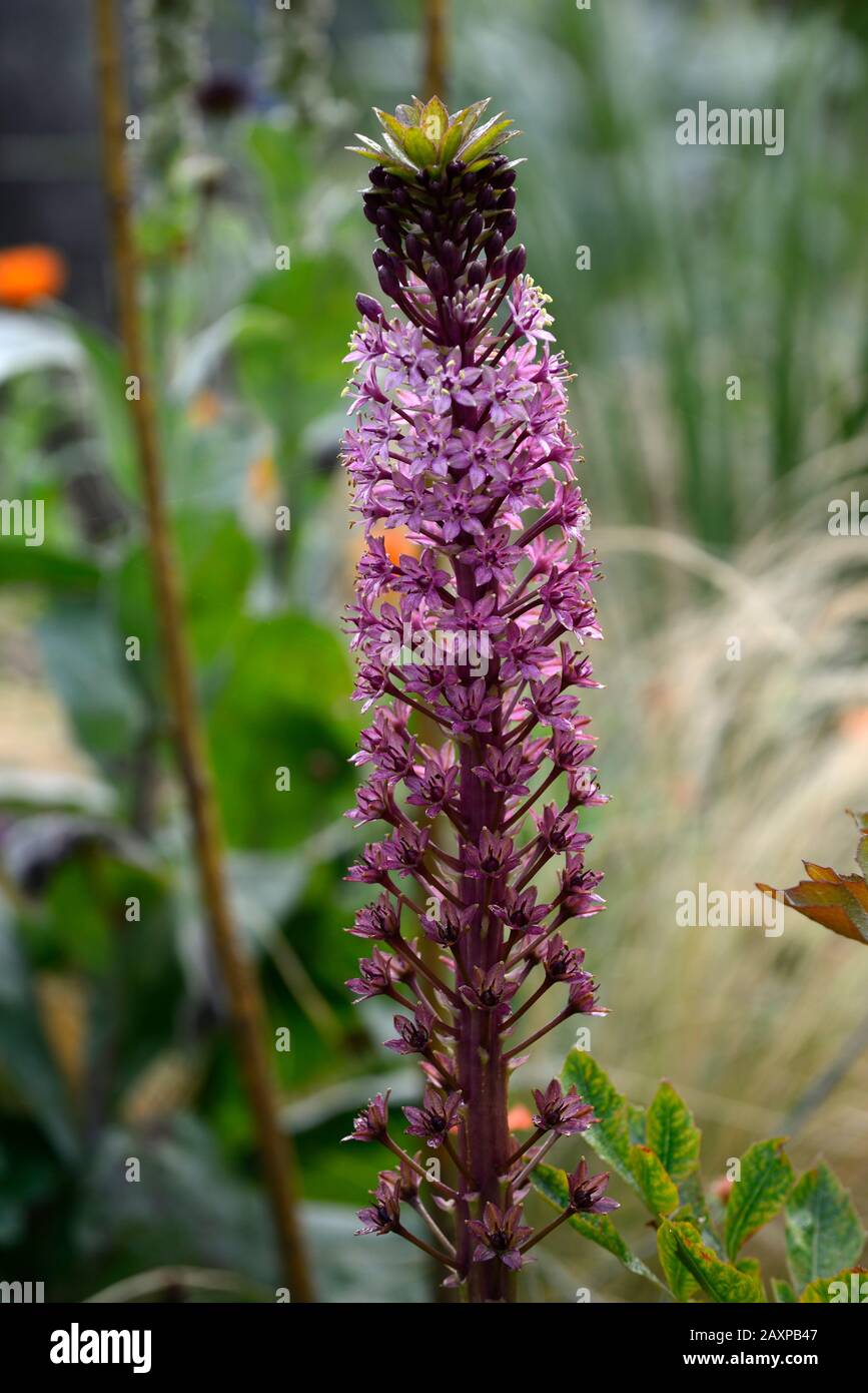 Eucomis comosa Pink Gin,Pineapple lys,racemes,raceme, rouge-violet, bract,bracts,fleurs,fleurs,roses,floraison,RM Floral Banque D'Images