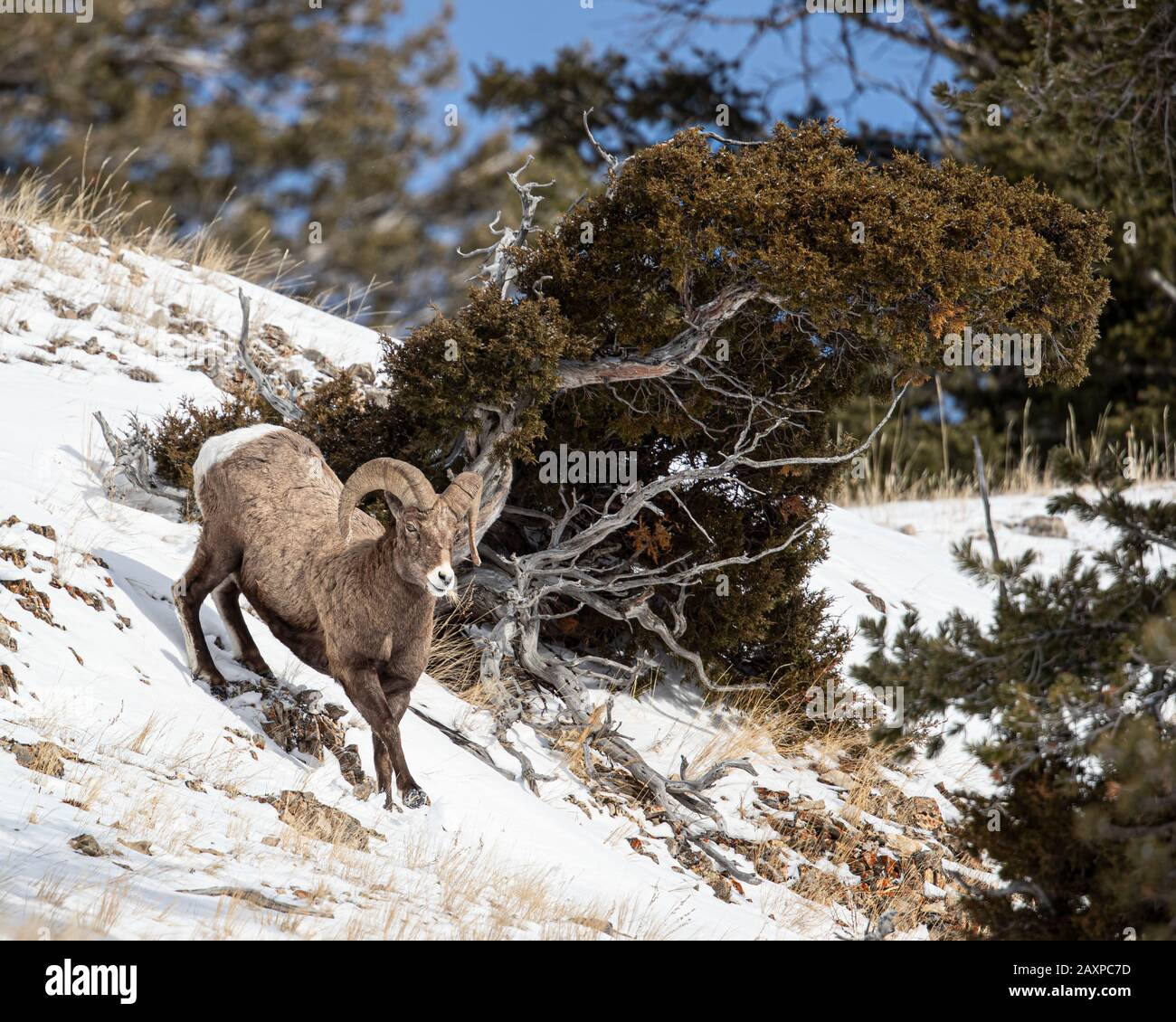 Les moutons Bighorn trouvent un moyen de survivre dans les températures hivernales glaciales du parc national Yellowstone Banque D'Images