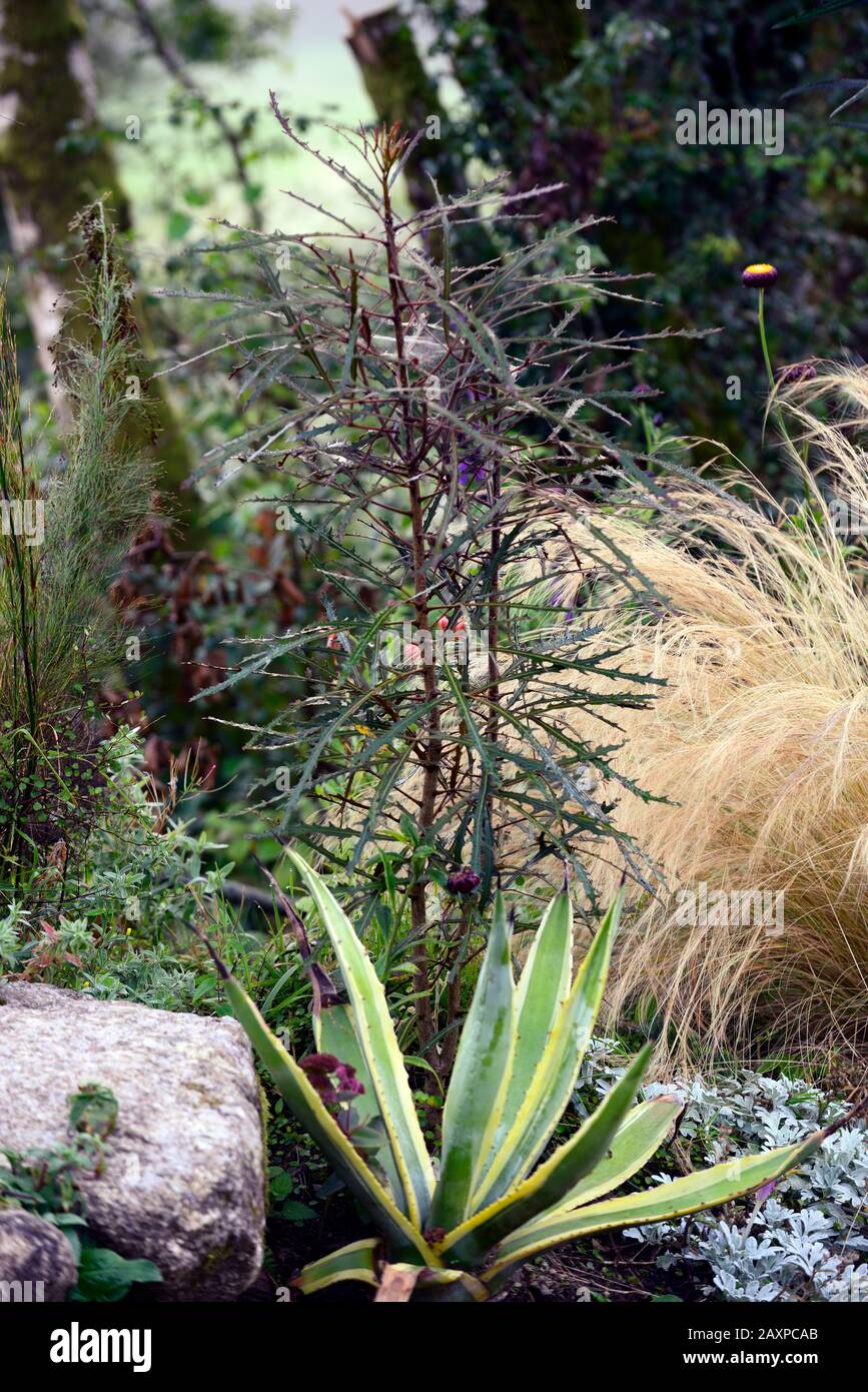 Pseudopanax chainsaw,cuir épais,feuilles,lame de scie à chaîne imiter,proches,arbres,Fleurs RM Banque D'Images