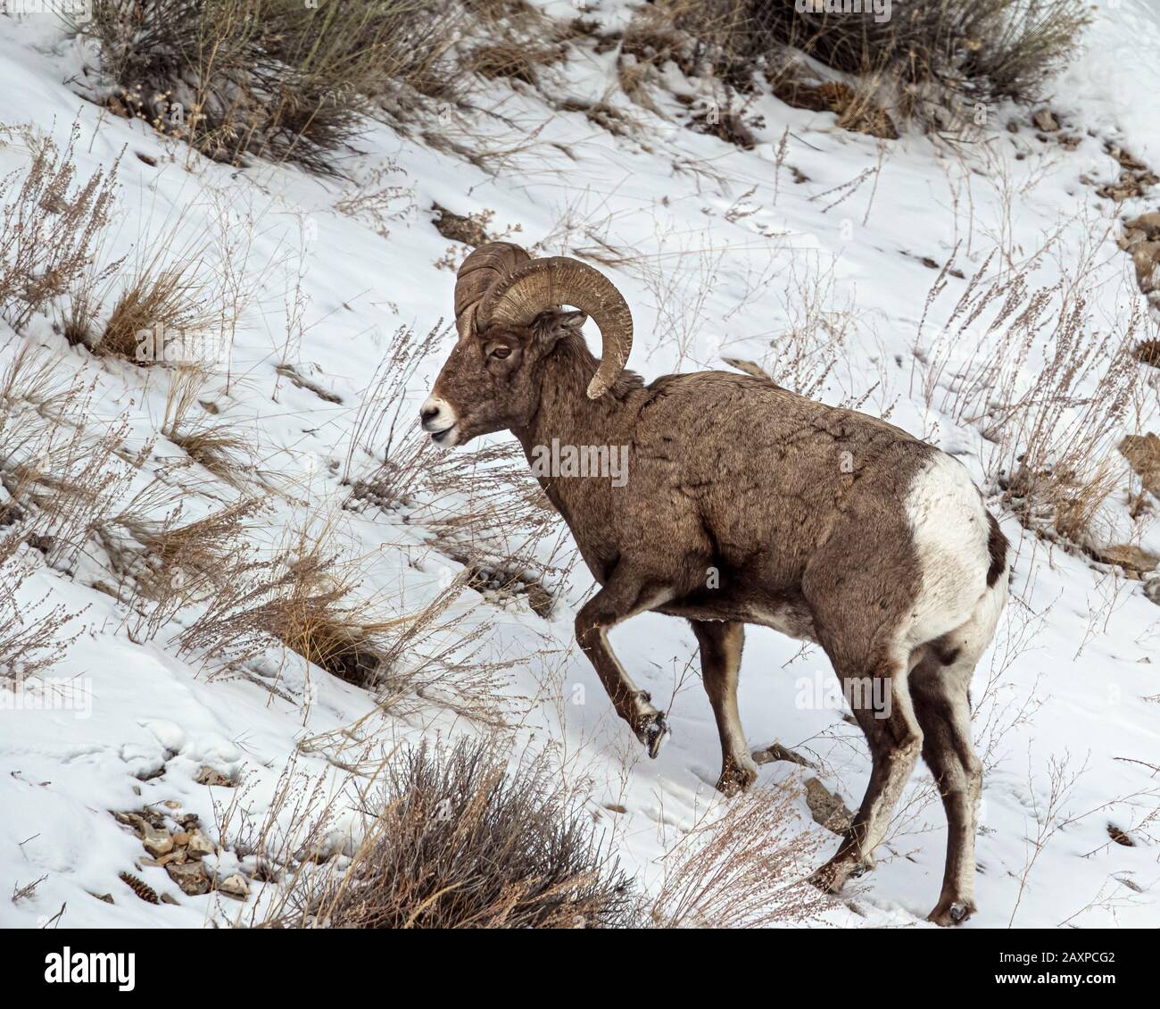 Les moutons Bighorn trouvent un moyen de survivre dans les températures hivernales glaciales du parc national Yellowstone Banque D'Images