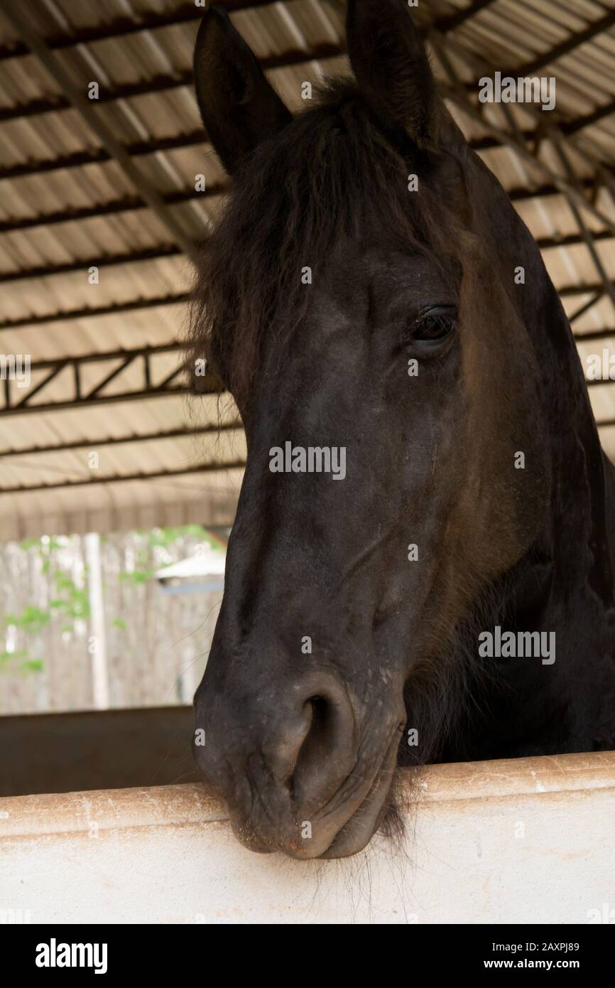 Portrait de tête de cheval noir dans stable Banque D'Images