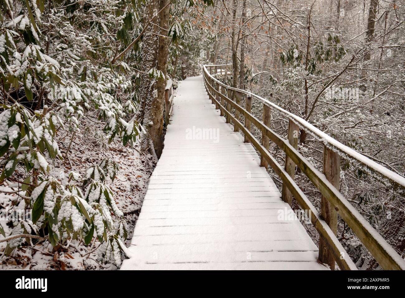 Promenade enneigée sur le sentier naturel d'Andy Cove en hiver - Forêt nationale de Pisgah, près de Brevard, Caroline du Nord, États-Unis Banque D'Images