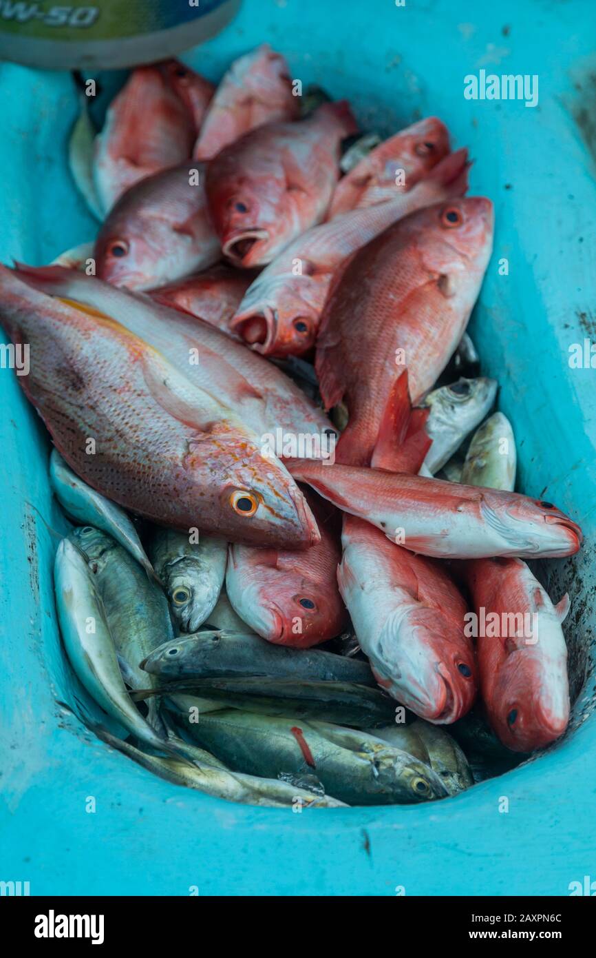 Puerto Escondido, Oaxaca, Mexique - Les Gens arrivent à l'aube sur la plage principale de Puerto Escondido pour acheter des poissons frais-pris des équipages de petits bo de pêche Banque D'Images