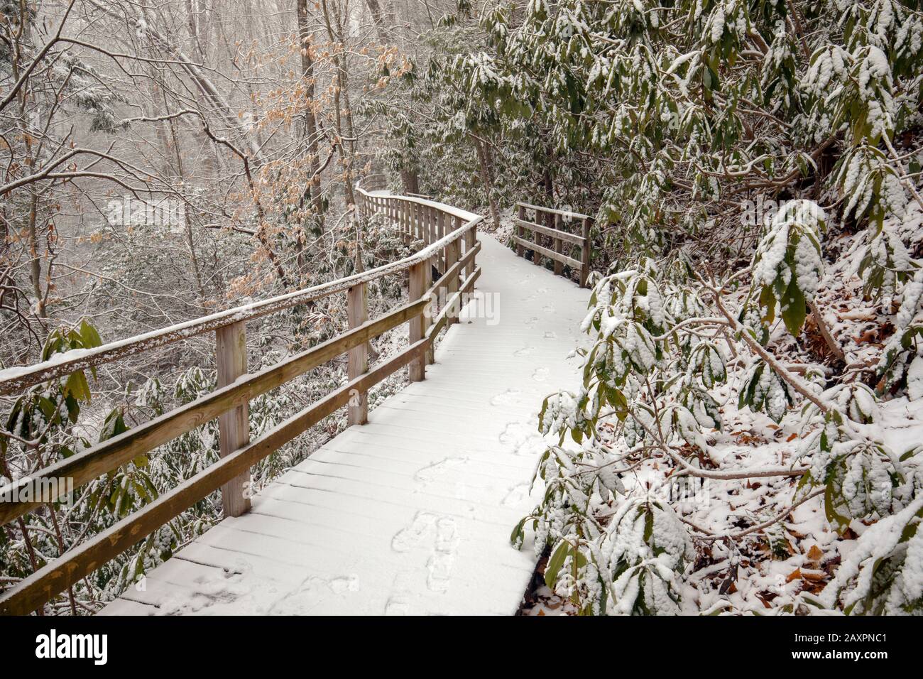 Promenade enneigée sur le sentier naturel d'Andy Cove en hiver - Forêt nationale de Pisgah, près de Brevard, Caroline du Nord, États-Unis Banque D'Images