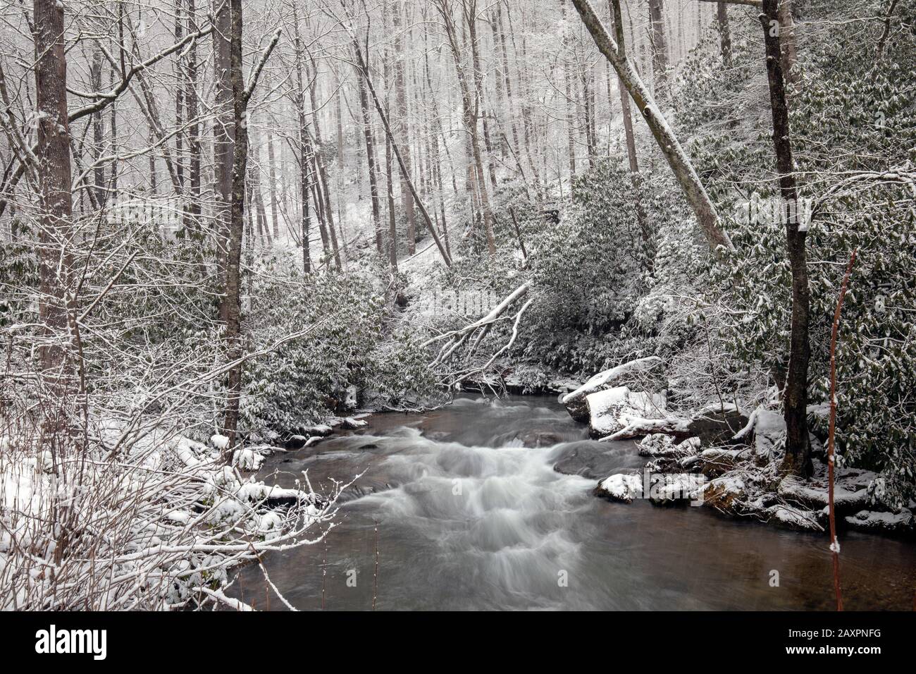 Scène forestière enneigée sur La Vue Glass Creek - Pisgah National Forest, près de Brevard, Caroline du Nord, États-Unis Banque D'Images