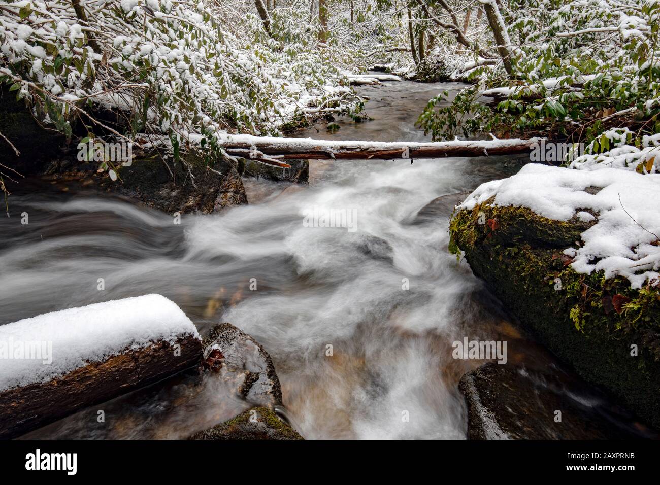 Moore Creek en hiver - Moore Cove Falls Trail dans la forêt nationale de Pisgah, près de Brevard, Caroline du Nord, États-Unis Banque D'Images