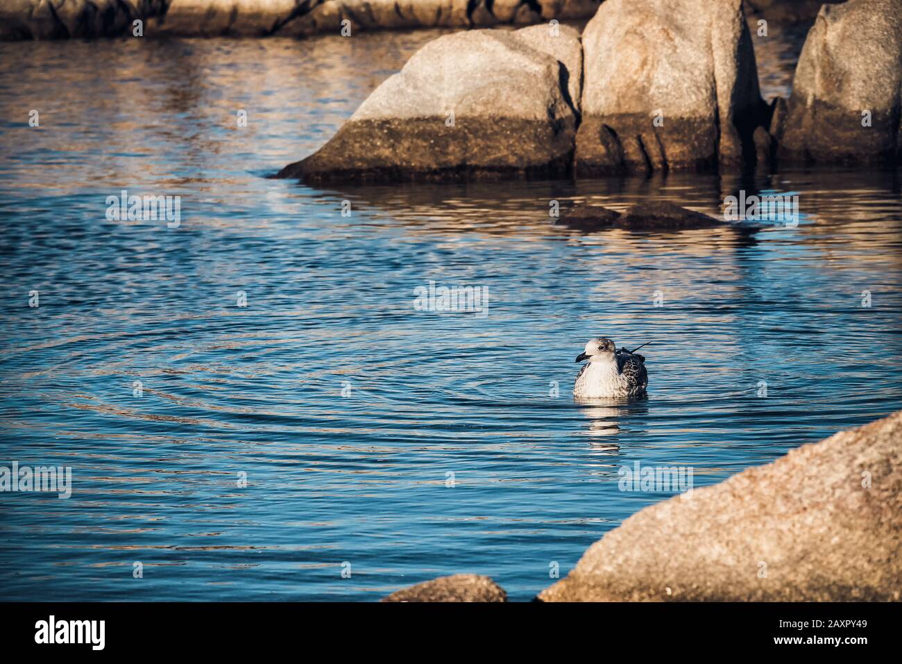 Seagull pour une promenade Banque D'Images