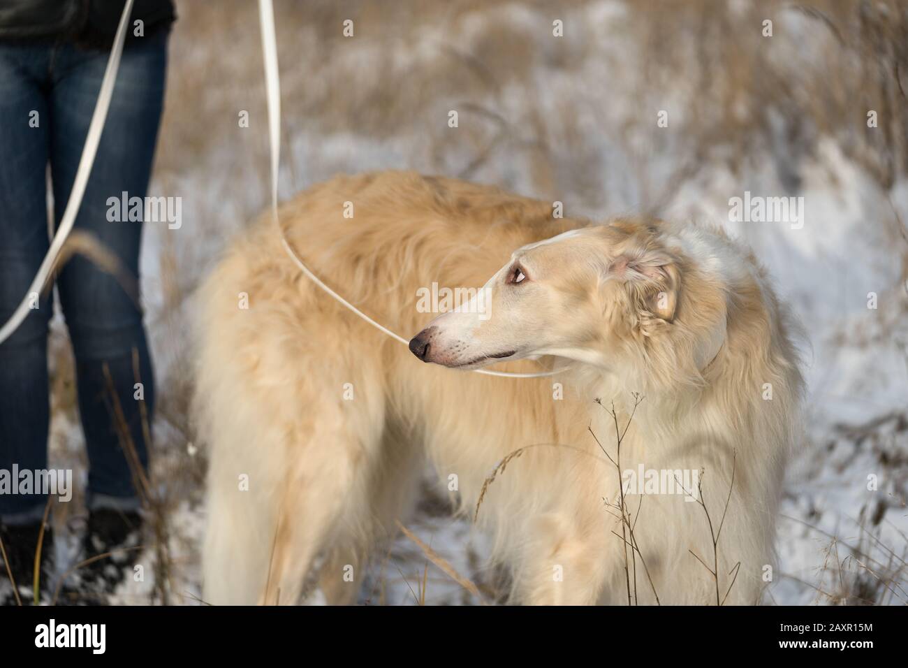 Une femme tient Borzoi, chien de chasse russe, wolfhound russe, sur une laisse. Le chien regarde l'hôtesse. Vue d'une journée d'hiver dans un champ enneigé avec des herbes Banque D'Images